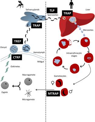 Thrombospondin Related Anonymous Protein Superfamily in Vector-Borne Apicomplexans: The Parasite’s Toolkit for Cell Invasion